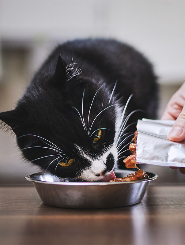 cat eating from food bowl